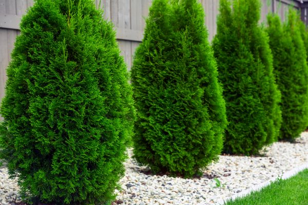 Arborvitae Planting in Fishers