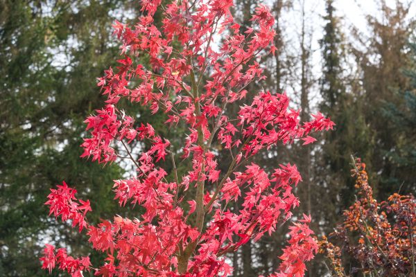 Japanese Maple Planting in Fishers