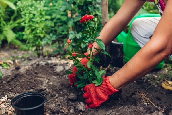 Planting Service in Fishers