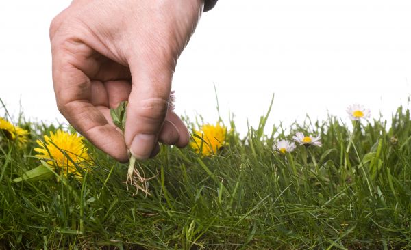 Lawn Weeding in Fishers