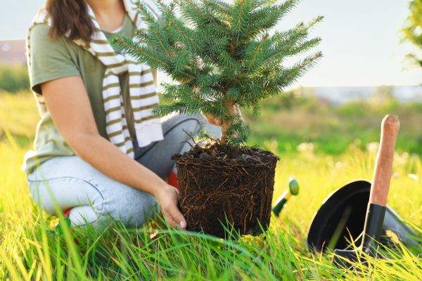 Spruce Tree Planting in Fishers