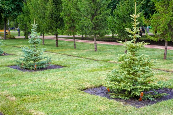 Privacy Trees Planting in Fishers