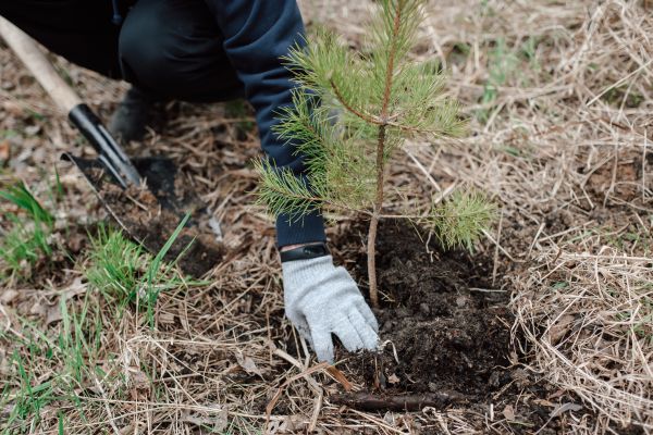 Pine Tree Planting in Fishers