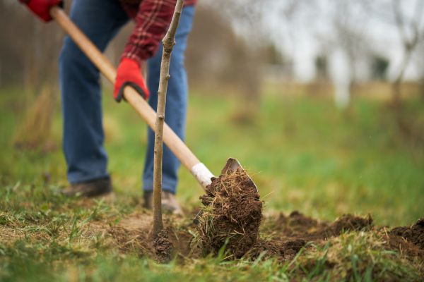 Trees Planting in Fishers