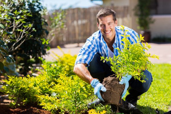 Shrub Landscaping in Fishers