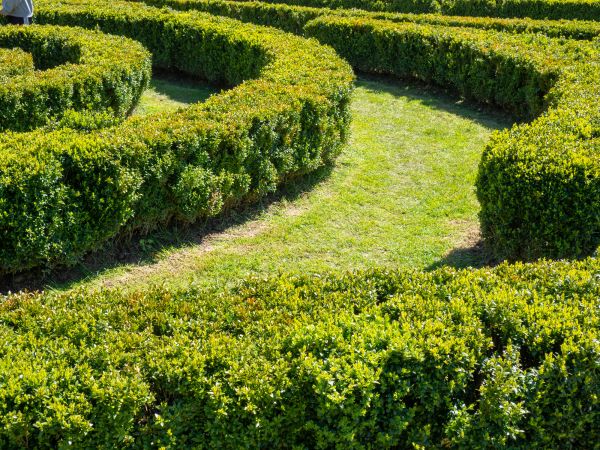 Bush Landscaping in Fishers