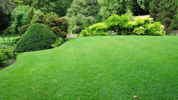 Commercial Landscape Design in Fishers