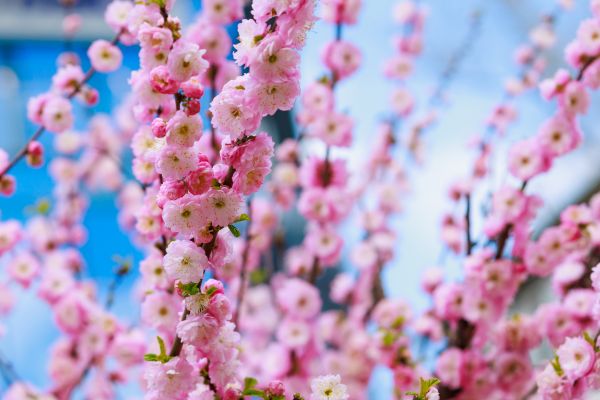 Japanese Cherry Tree Planting in Fishers