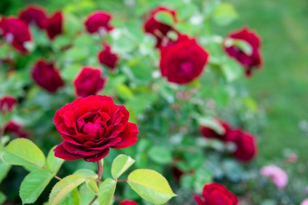 Rose Planting in Fishers