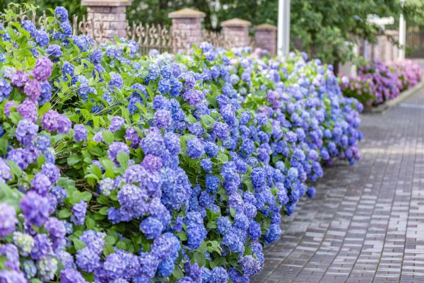 Hydrangea Landscaping in Fishers