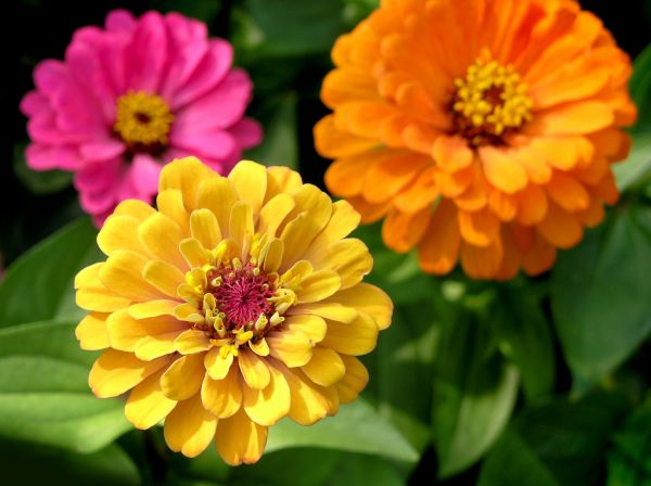 Zinnia Planting in Fishers