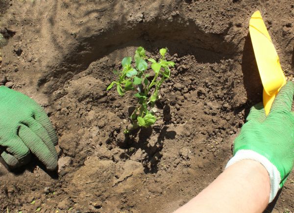 Rose Bush Planting in Fishers