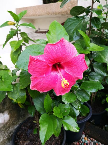 Hibiscus Planting in Fishers