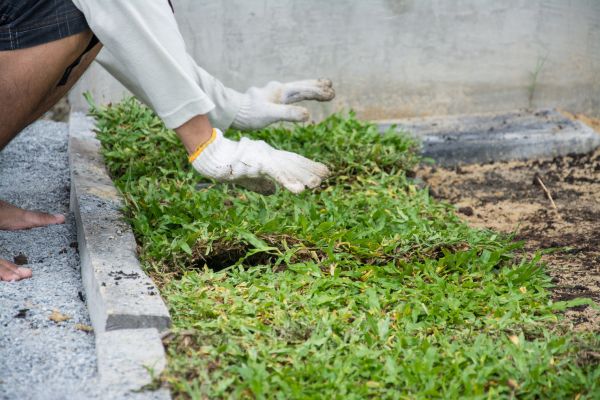 Ground Cover Planting in Fishers