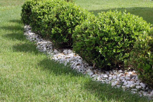 Boxwood Planting in Fishers