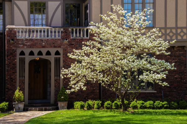 Dogwood Tree Planting in Fishers